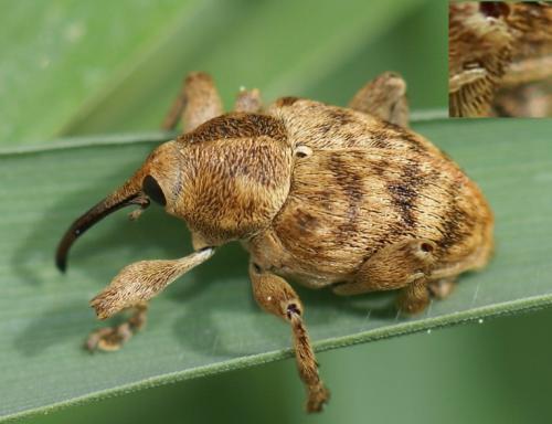 Réf. 253 569 : Curculio sp.